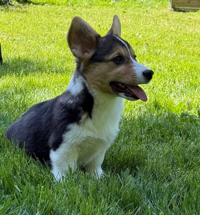 Pembroke Welsh Corgi Puppies media 3