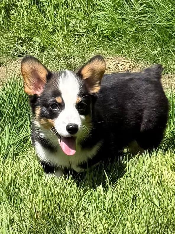 Pembroke Welsh Corgi Puppies media 4