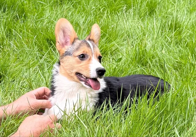 Pembroke Welsh Corgi Puppies media 5