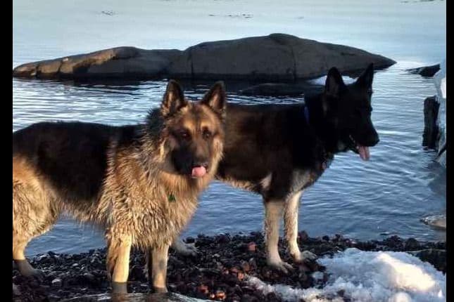 Old Style Large German Shepherd Puppies breeder image 1