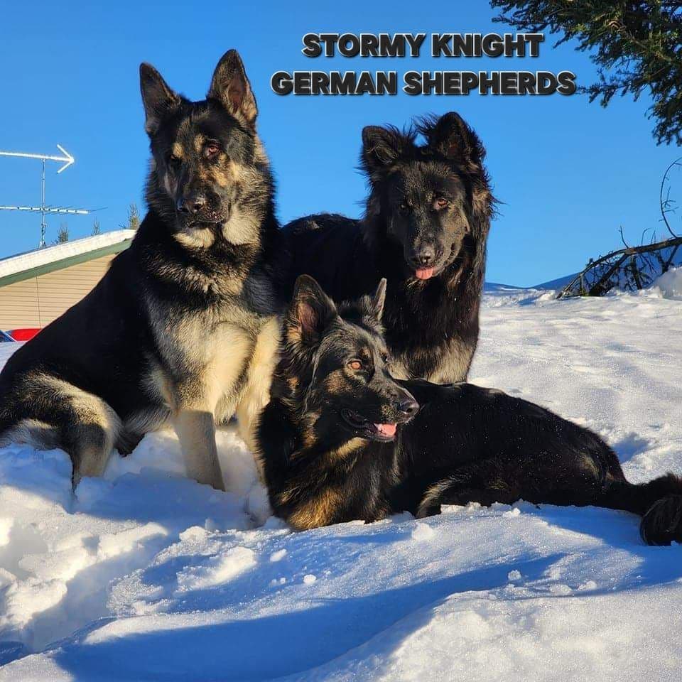 Old Style Large German Shepherd Puppies breeder image 2