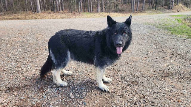 Old Style Large German Shepherd Puppies media 3