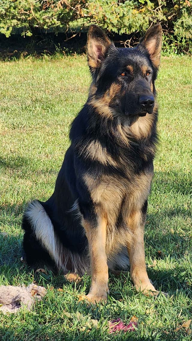 Old Style Large German Shepherd Puppies media 4