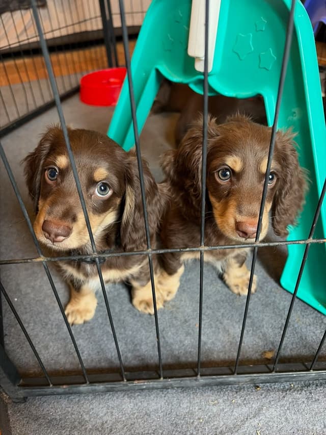 Chocolate & Tan/Cream Puppies media 2