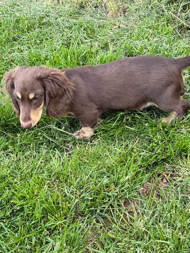 Chocolate & Tan/Cream Puppies media 3