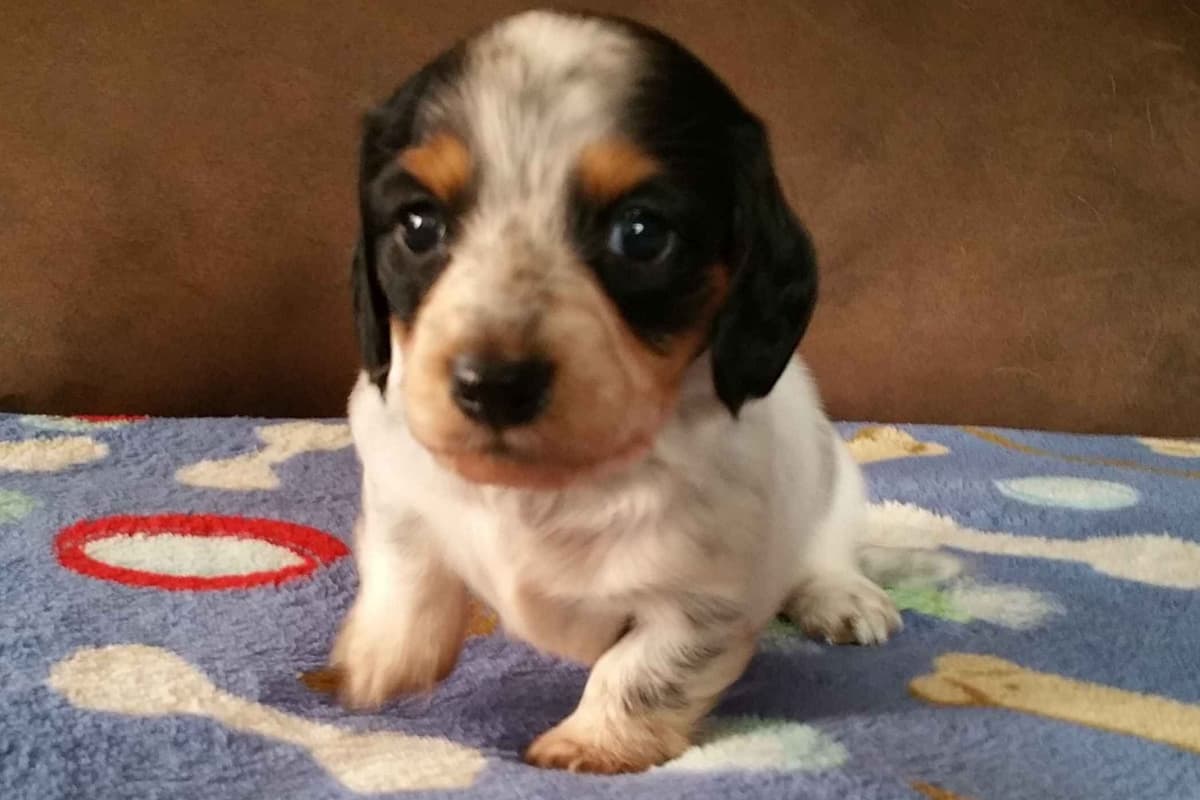 Silky wirehaired Miniature Dachshund Puppies breeder image 1