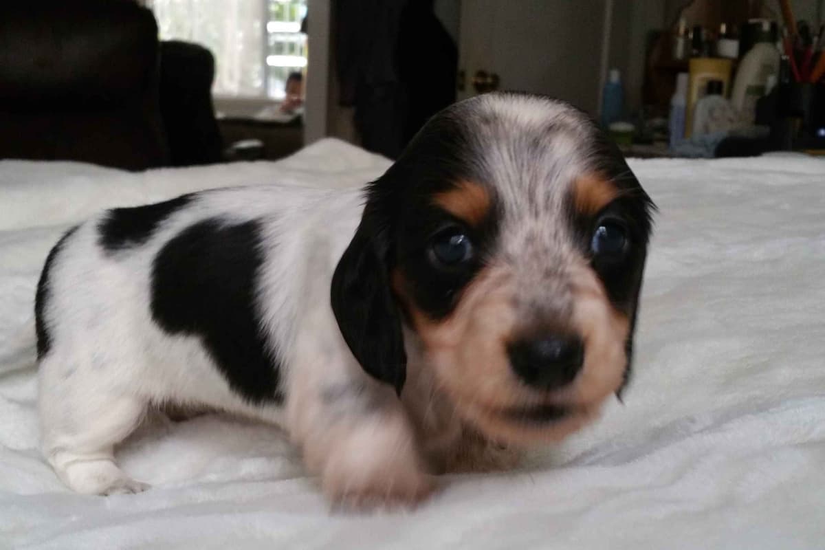 Silky wirehaired Miniature Dachshund Puppies breeder image 2