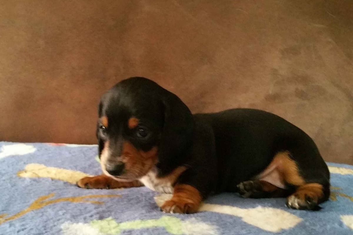 Silky wirehaired Miniature Dachshund Puppies breeder image 3
