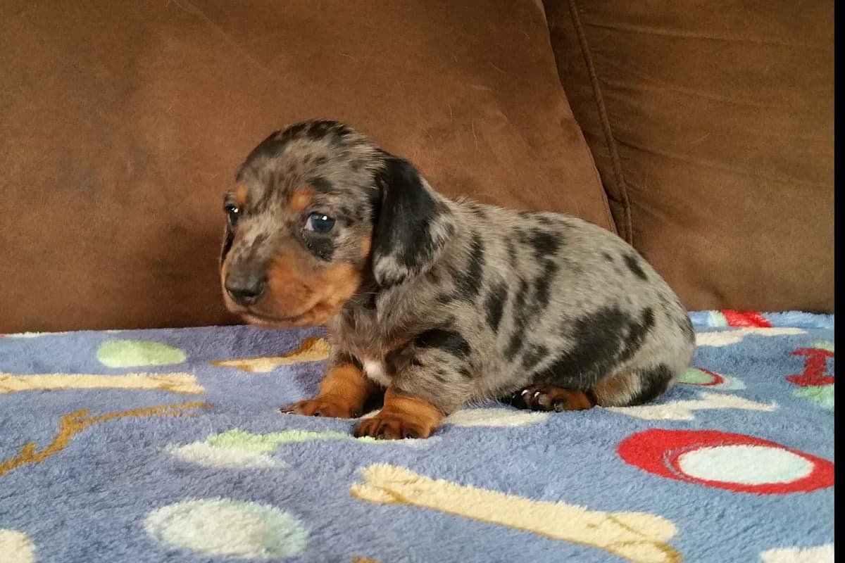Silky wirehaired Miniature Dachshund Puppies breeder image 5