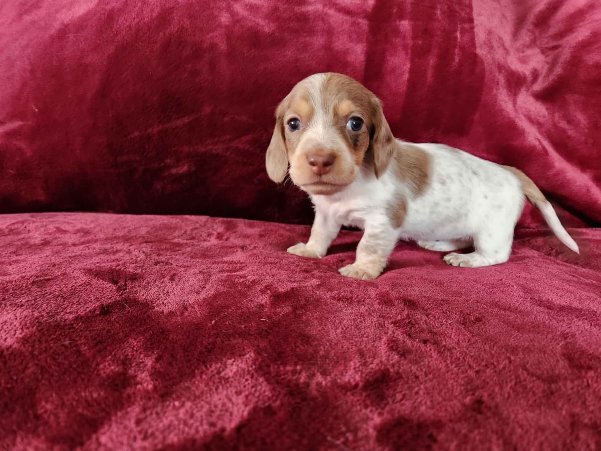 Silky wirehaired Miniature Dachshund Puppies breeder image 8