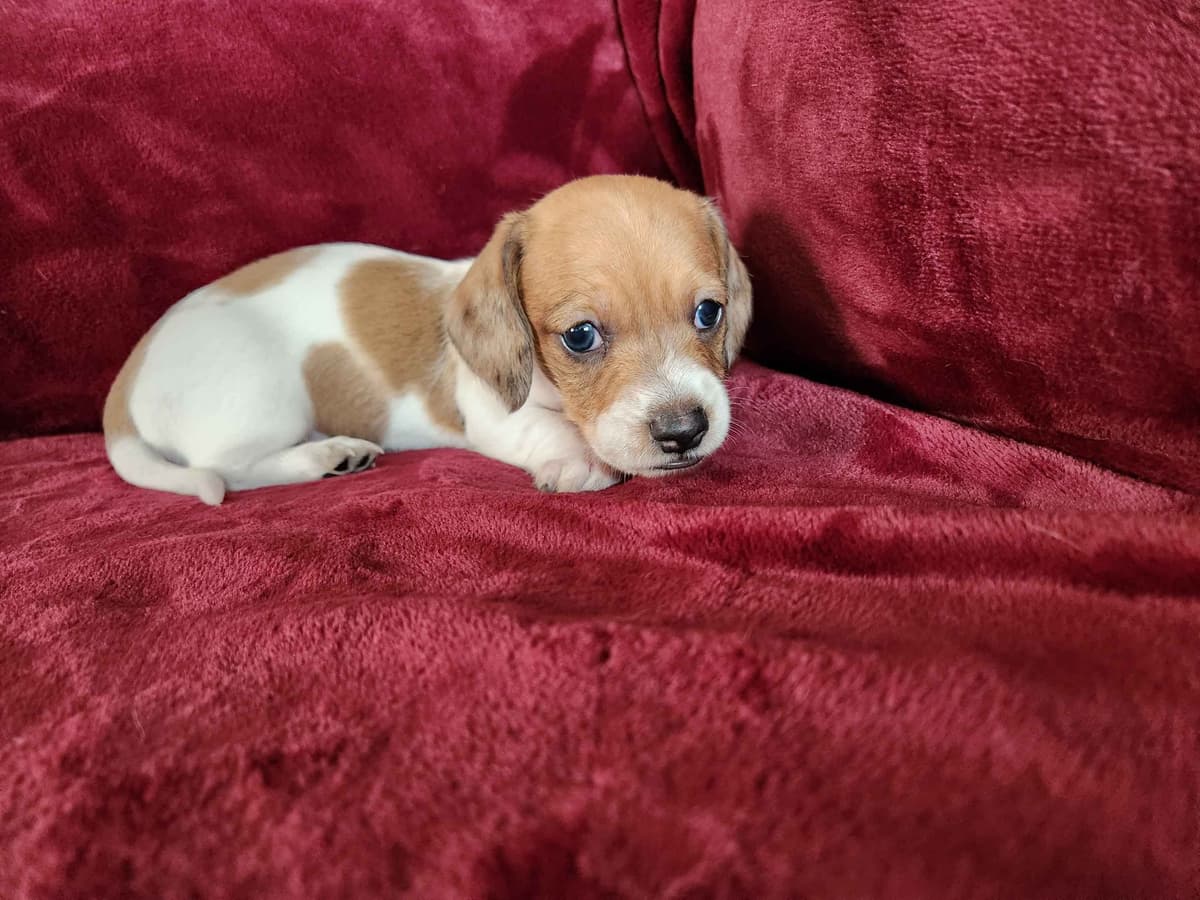 Silky wirehaired Miniature Dachshund Puppies breeder image 9