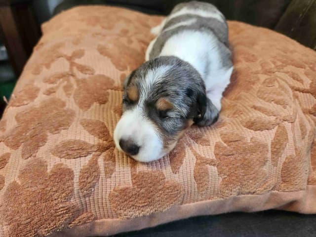 Silky wirehaired Miniature Dachshund Puppies media 2