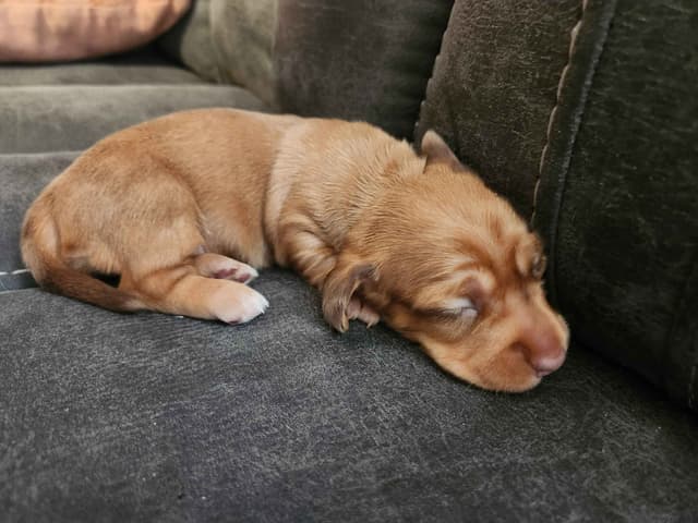 Silky wirehaired Miniature Dachshund Puppies media 3