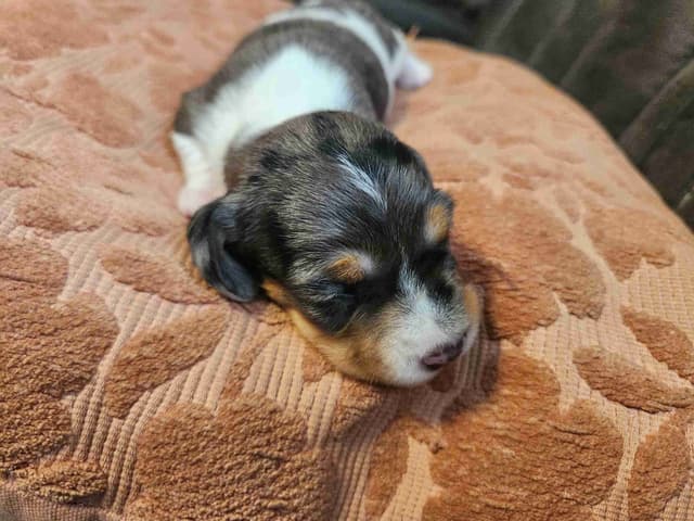 Silky wirehaired Miniature Dachshund Puppies media 4