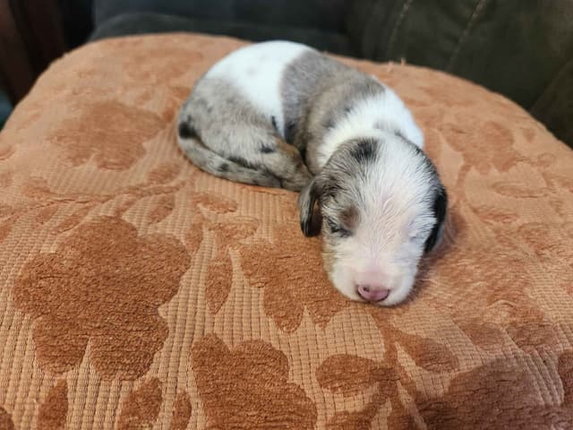Silky wirehaired Miniature Dachshund Puppies media 5