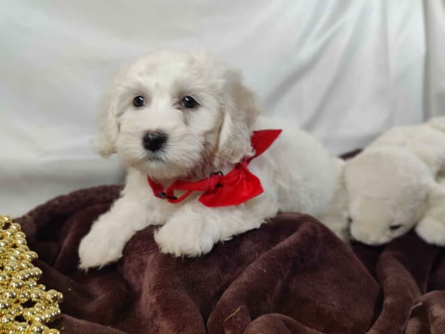 Coton de Tulear Puppies media 3