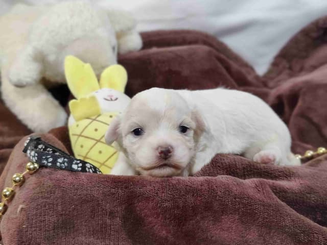 Coton de Tulear Puppies media 2