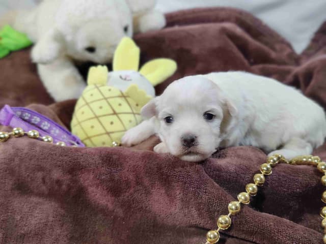 Coton de Tulear Puppies media 3