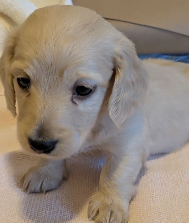 Dachshund Puppies media 3