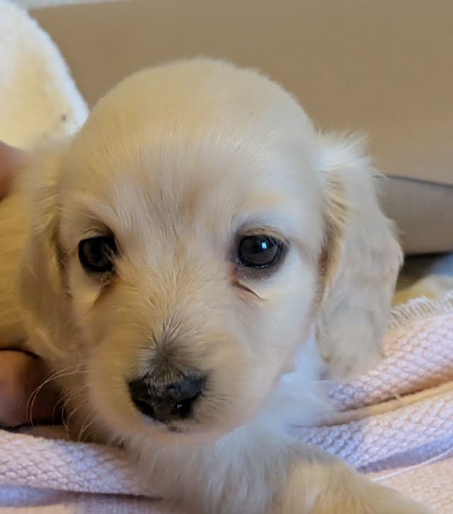 Dachshund Puppies media 4