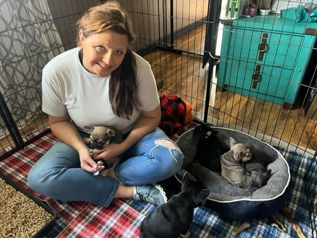 Fancy French Bulldog Male Puppy breeder image 1