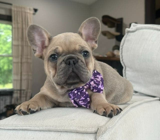 Fancy French Bulldog Male Puppy media 2