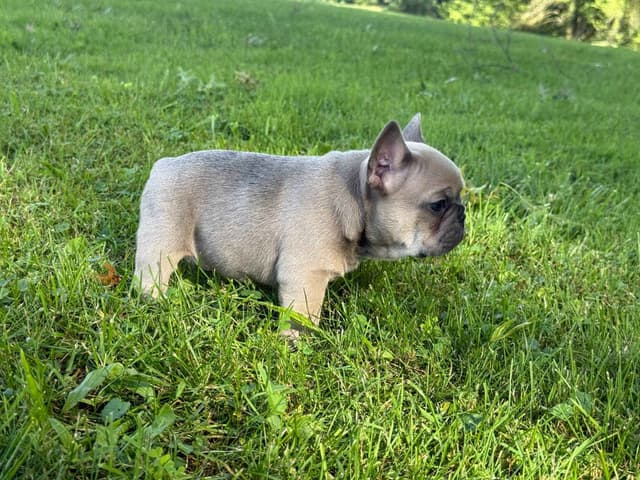 Fancy French Bulldog Male Puppy media 3