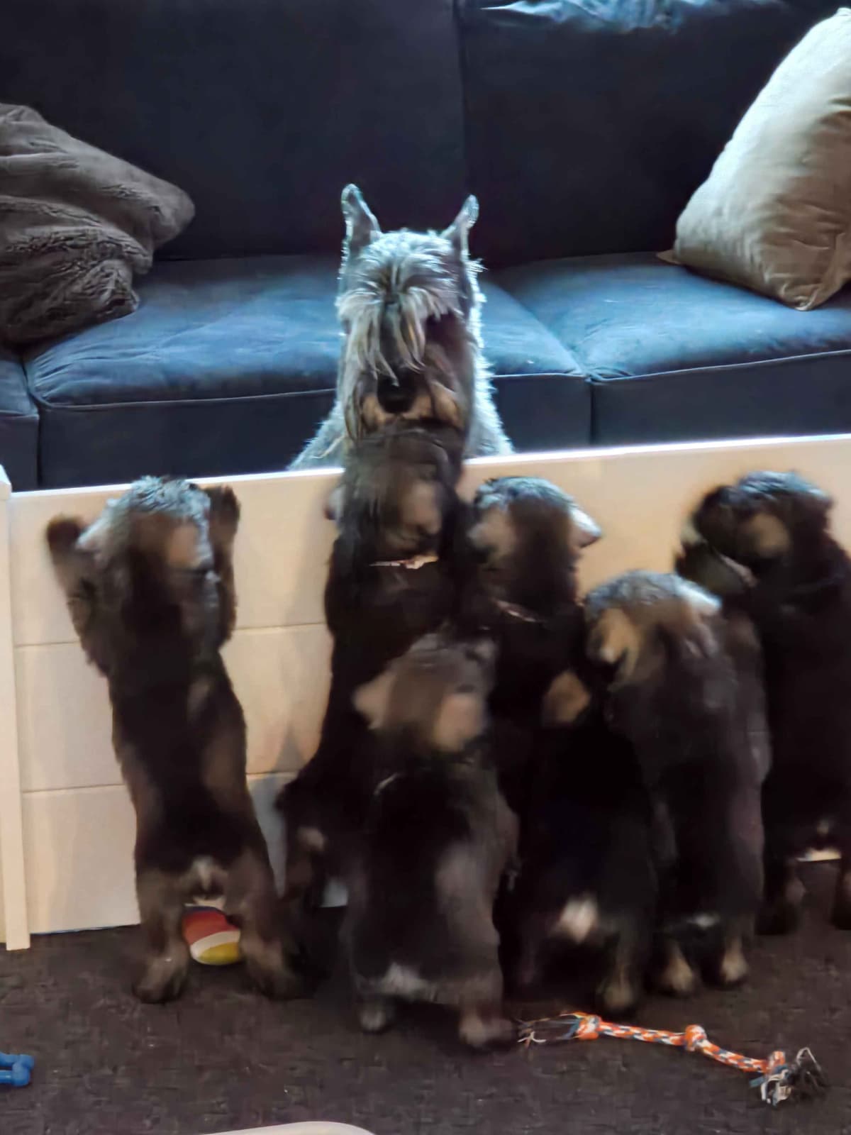 Standard Schnauzer Puppies breeder image 1