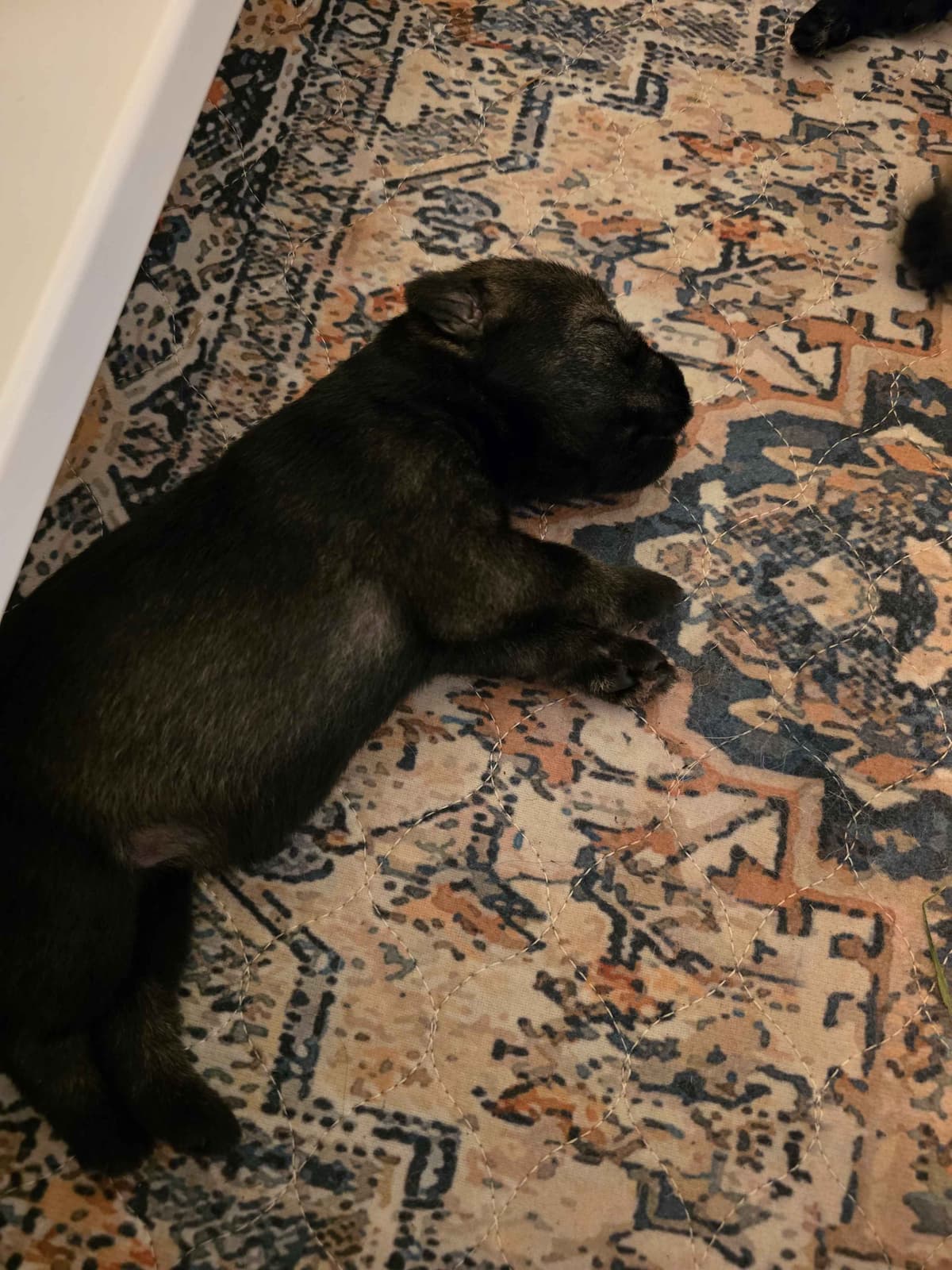 Standard Schnauzer Puppies breeder image 4