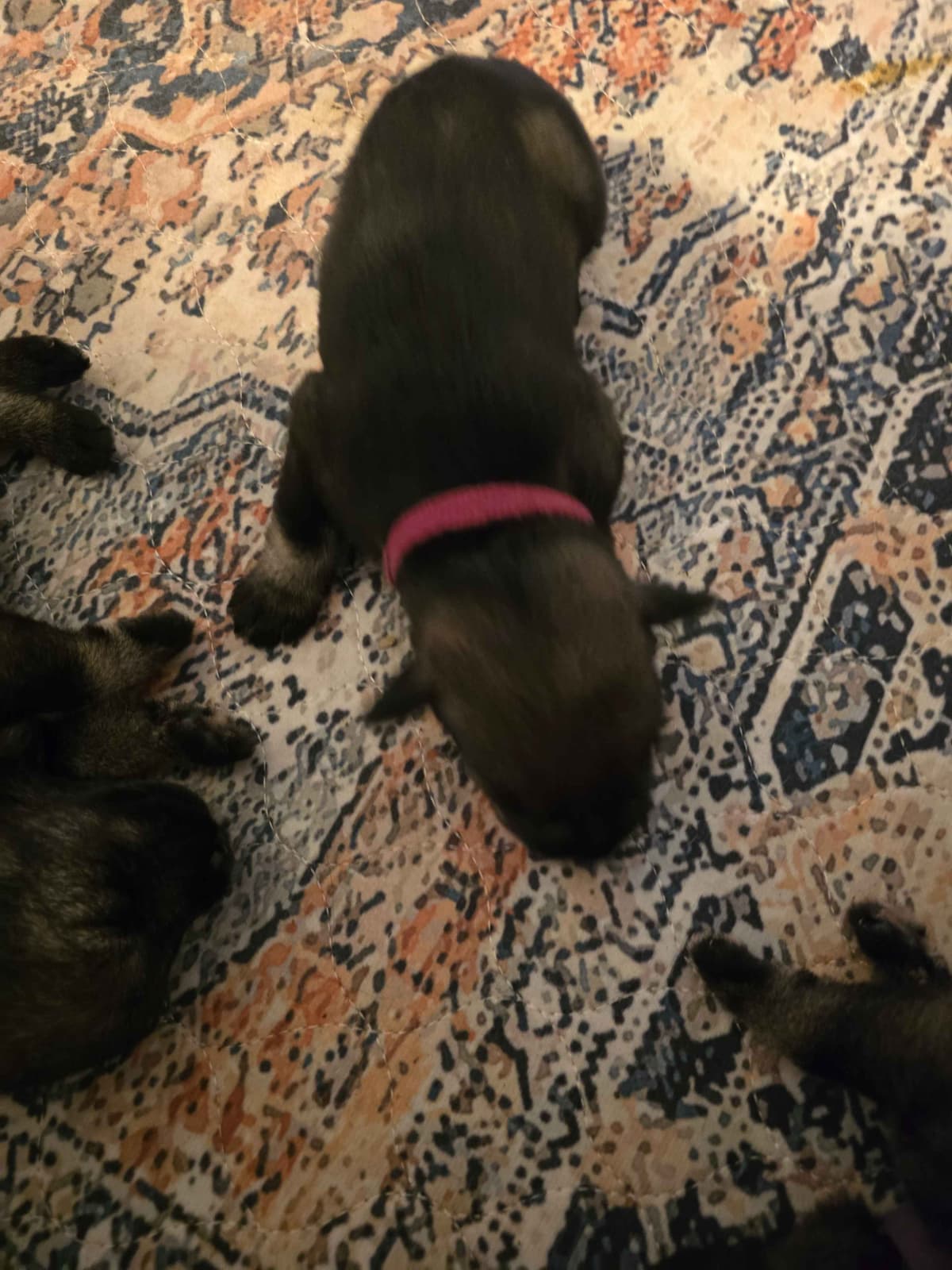 Standard Schnauzer Puppies breeder image 5