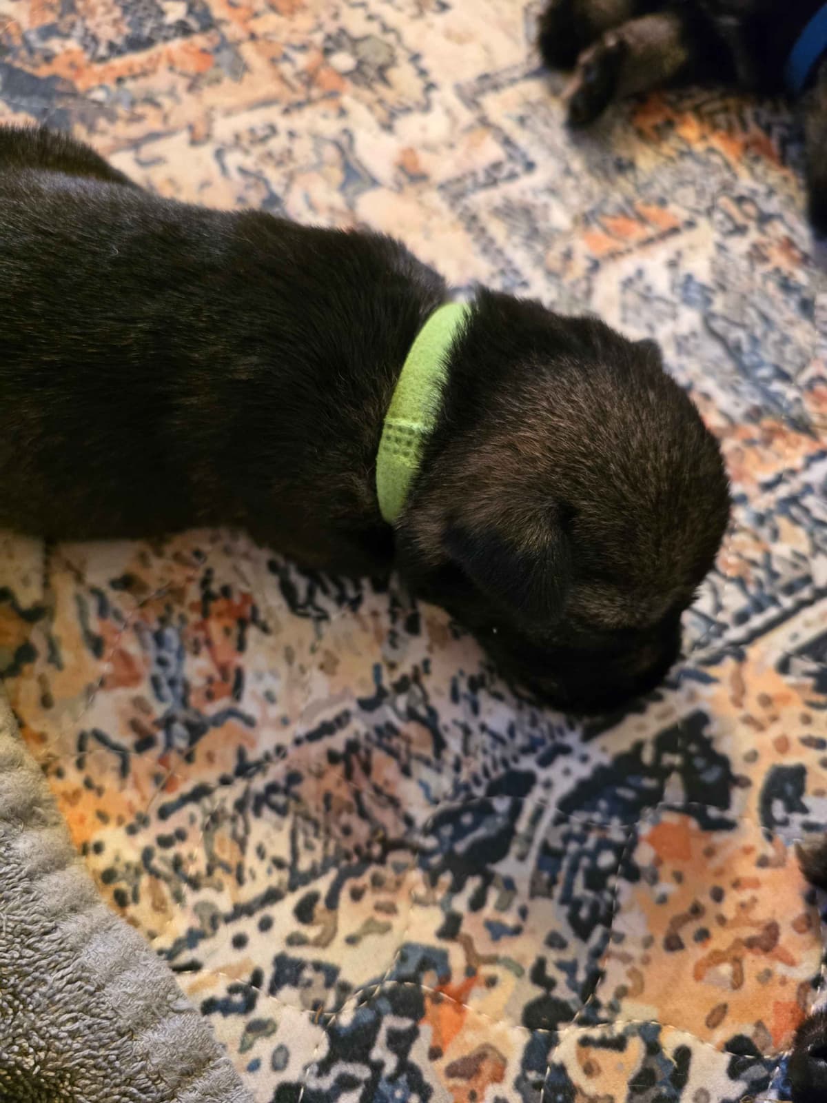Standard Schnauzer Puppies breeder image 7