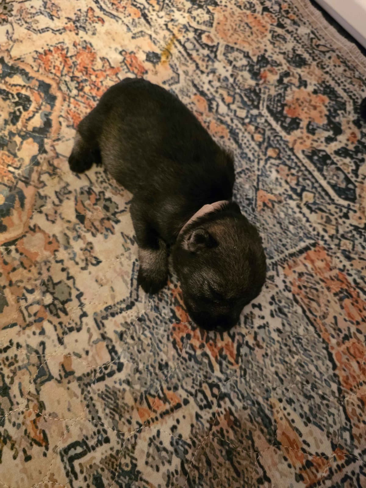Standard Schnauzer Puppies breeder image 6