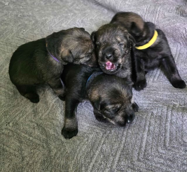 Standard Schnauzer Puppies media 2