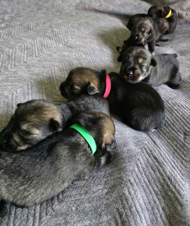 Standard Schnauzer Puppies media 3