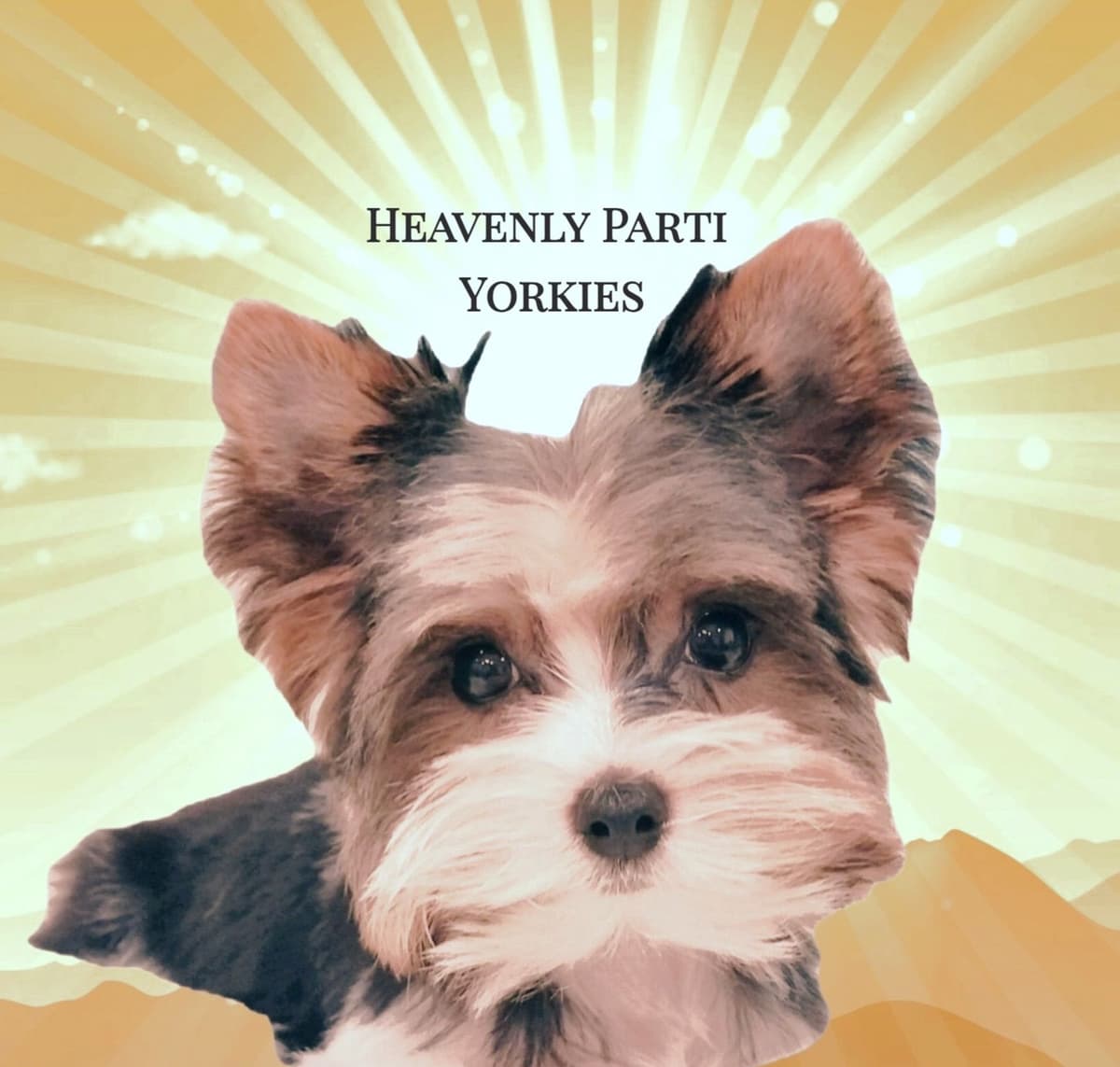 Yorkshire Terrier Puppies (Parti) breeder image 1