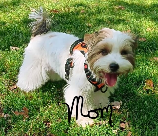 Yorkshire Terrier Puppies (Parti) media 3
