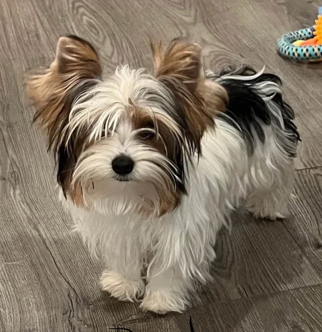 Yorkshire Terrier Puppies (Parti) media 2