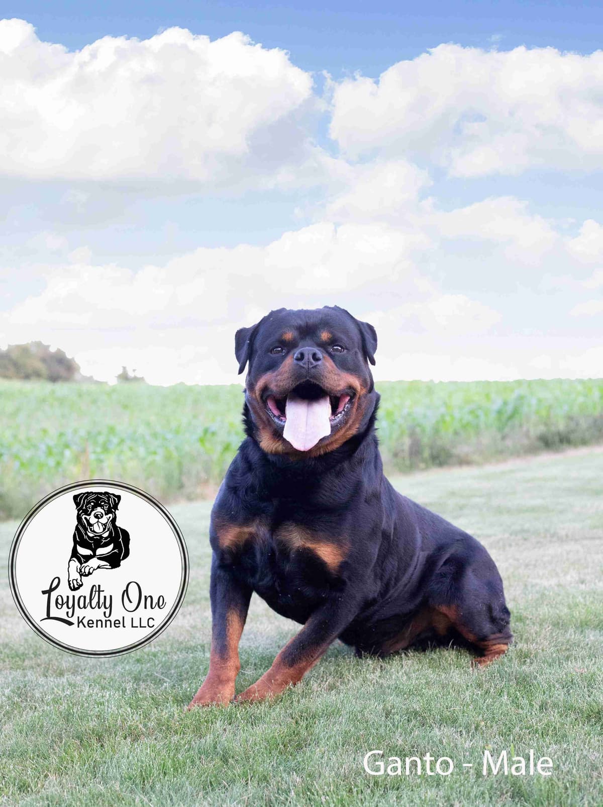 Loyalty One Rottweiler Puppies breeder image 1