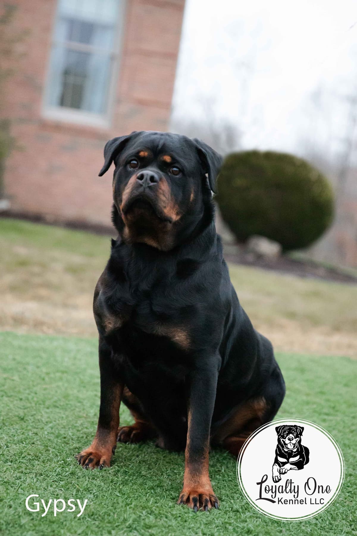Loyalty One Rottweiler Puppies breeder image 2