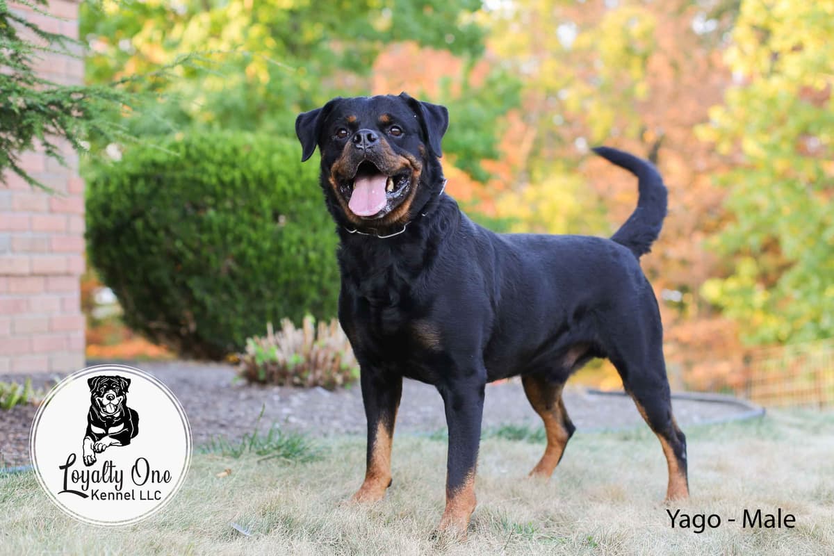 Loyalty One Rottweiler Puppies breeder image 4