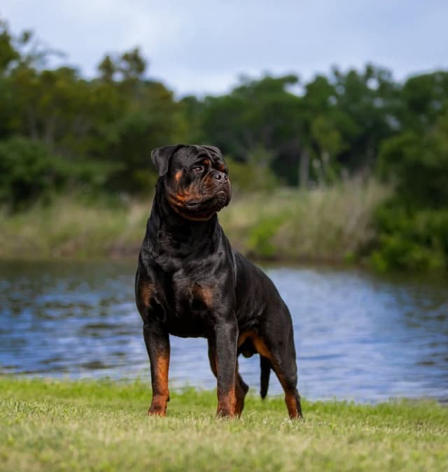 Loyalty One Rottweiler Puppies media 2