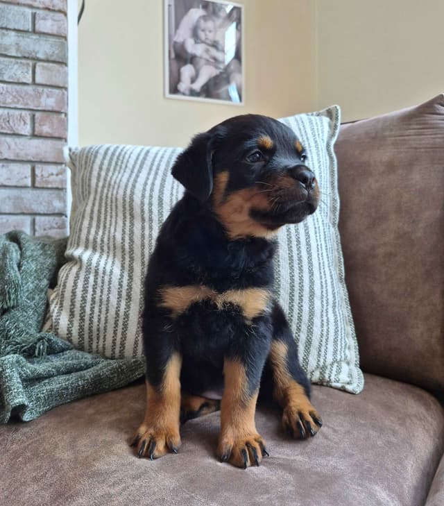 Loyalty One Rottweiler Puppies media 4