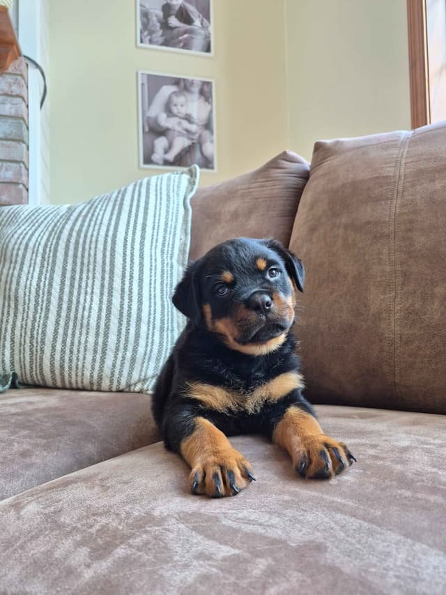 Loyalty One Rottweiler Puppies media 5