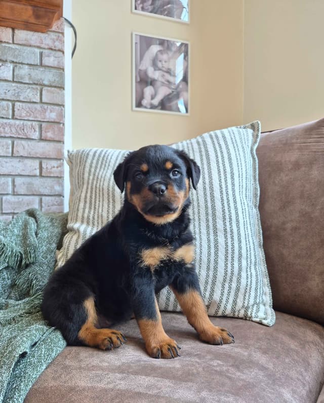Loyalty One Rottweiler Puppies media 3