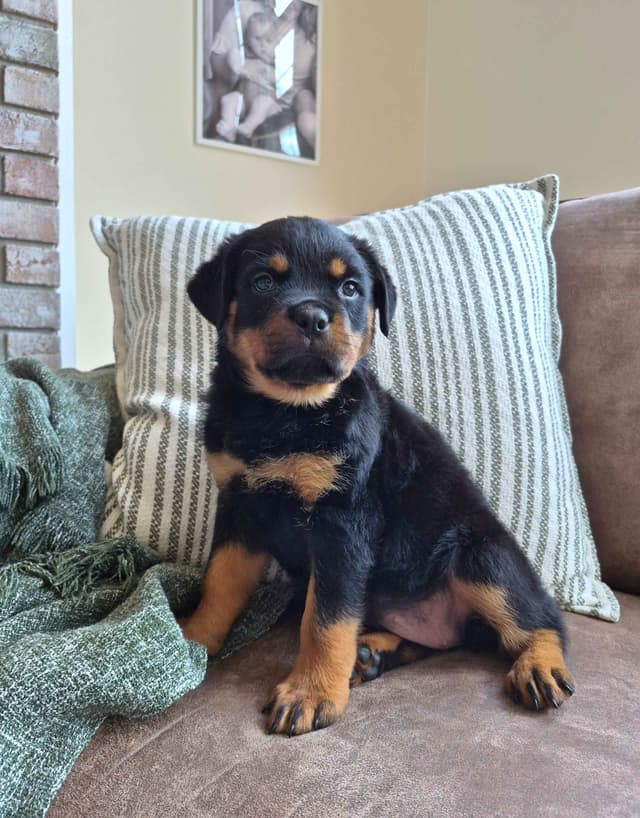 Loyalty One Rottweiler Puppies media 6