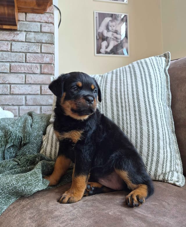 Loyalty One Rottweiler Puppies media 7