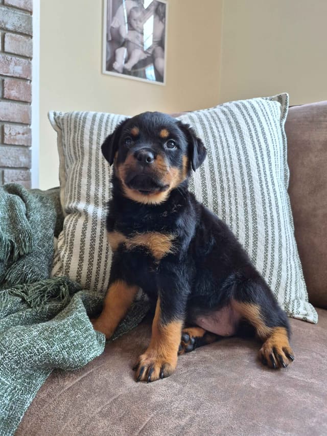 Loyalty One Rottweiler Puppies media 8