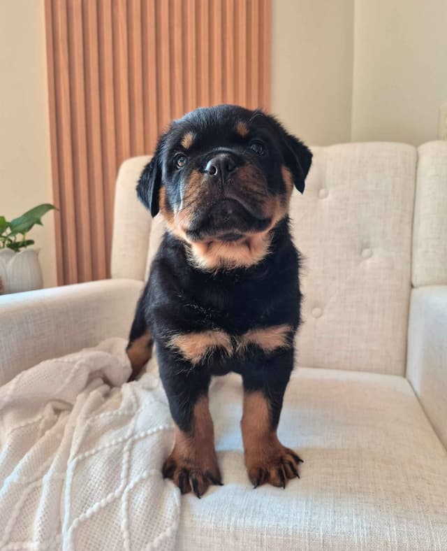 Loyalty One Rottweiler Puppies media 9