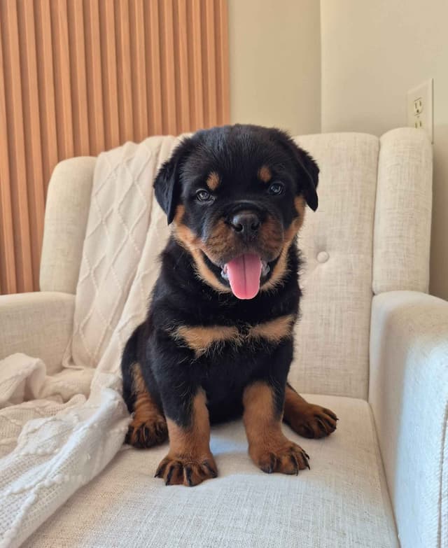 Loyalty One Rottweiler Puppies media 10