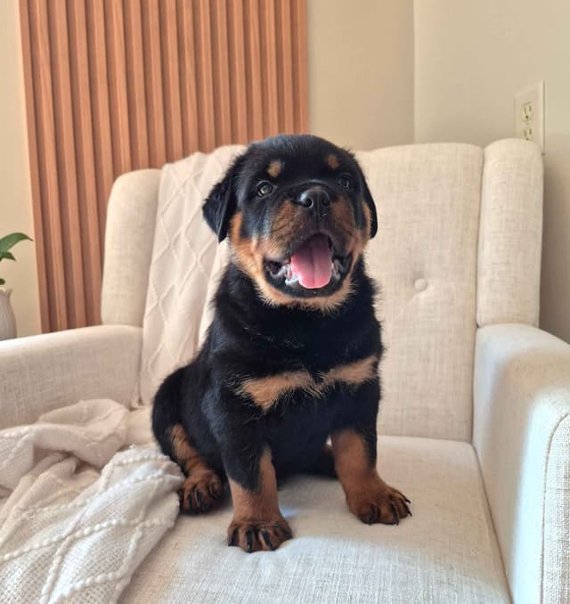 Loyalty One Rottweiler Puppies media 11
